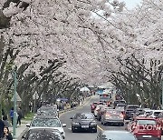 왕벚꽃 길 찾은 상춘객