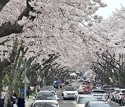 제주 왕벚꽃 터널의 추억