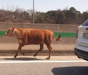 "헛 걸 봤나?" 고속도로에 나타난 송아지, 무슨 일이길래...