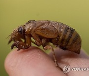 APTOPIX Cicadas Invasion