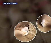 “노루를 고라니로”…유해조수 포상금 부정수급 시도 덜미