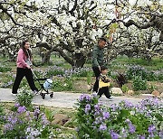 CHINA-ANHUI-DANGSHAN-SPRING-PEAR BLOSSOMS (CN)