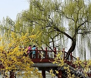 CHINA-BEIJING-YUANMINGYUAN PARK-SPRING (CN)