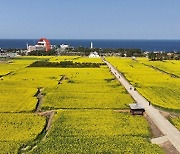 유채꽃과 벚꽃이 전하는 화려한 봄소식, 포항서 만나요