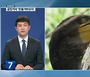 [취재파일7] 골칫거리 ‘민물가마우지’…우리나라 실태는?