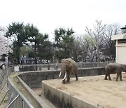 “우리는 낡고 좁은 동물원에서 병들거나 죽어가고 있어요”