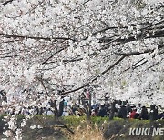 ‘벚꽃연금’ 대신 용돈? 늦어지는 개화에 더딘 역주행