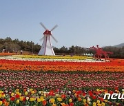 신안은 지금 꽃천지... 임자도 '백만송이 튤립 축제' 5일 개막