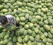 BANGLADESH AGRICULTURE WATERMELON