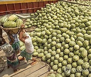 BANGLADESH AGRICULTURE WATERMELON