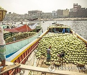 BANGLADESH AGRICULTURE WATERMELON