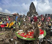 Thailand Monkey