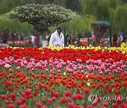 INDIA KASHMIR TULIPS