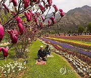 INDIA KASHMIR TULIPS