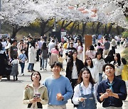 <경마> 만개한 벚꽃 사이로 말이 달려오는 그곳, 렛츠런파크 서울 가볼까