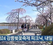 [여기는 강릉] 2024 강릉벚꽃축제 피크닉, 내일 개막 외