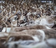 [오늘 한 컷] 기후 위기 최대 피해자 ‘루돌프’?