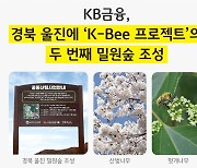 꿀벌에 진심인 KB금융, 경북 울진에 밀원숲 조성