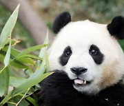 Fubao’s fans call for better treatment of animals after the panda returned to China