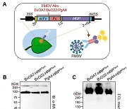 생명연 "구제역바이러스 진단항체 식물에서 생산"