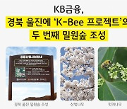 KB금융, 울진에 나무 4.5만그루 심는다…"꿀벌과 공존"