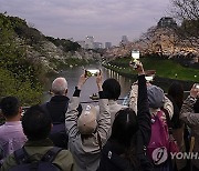 JAPAN WEATHER CHERRY BLOSSOMS