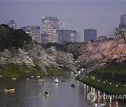 JAPAN WEATHER CHERRY BLOSSOMS