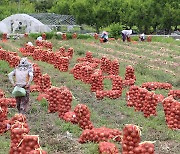 양파·사과 등 10대 농산물 중심 ‘역대 최대’ 농번기 인력 공급