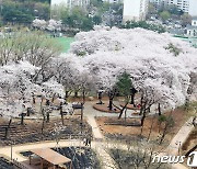 노원구, 벚꽃 만개한 초안산 수국동산 ‘숲 속 힐링 피크닉장’