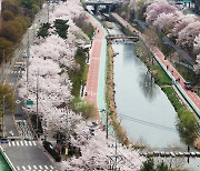 벚꽃 만개한 우이천변