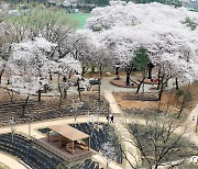 벚꽃 이불 덮은 초안산 수국동산 ‘숲 속 힐링 피크닉장’