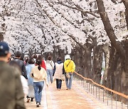 어디 갈래?…서울시 추천 봄꽃 길 173선