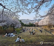 카이스트 교정에서 벚꽃놀이 즐기는 시민들