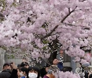 APTOPIX Japan Cherry Blossoms