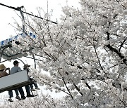 ‘짧은 봄’을 간직하고 싶어서…[포토뉴스]