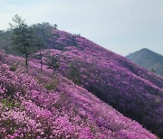 분홍빛 물결, 창원 천주산 진달래축제 성료