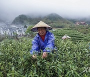 CHINA-ZHEJIANG-JINHUA-WUZHOU JUYAN TEA-INDUSTRY (CN)