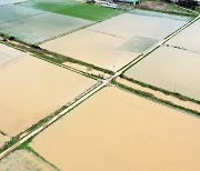 더워지는 지구…세기말 국내 쌀 생산 25% 감소