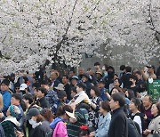 맑고 포근한 ‘벚꽃 총선’, 날씨가 투표율에 영향 줄까?