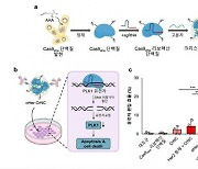 KAIST "유전자가위 기술로 표적항암 신약 개발"