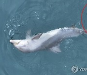 폐어구 걸려 죽은듯 몸뒤집는 아기 남방큰돌고래 긴급 구조