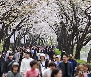 주말 벚꽃 만개에…편의점 매출도 덩달아 '활짝'