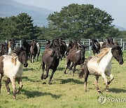 초지로 달려 나가는 승용마들