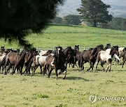 초지로 달려 나가는 승용마들