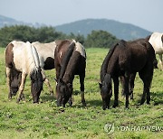 풀 뜯는 승용마들