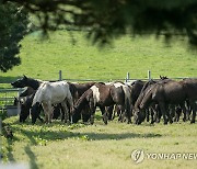 농진청, RDA승용마 난지축산연구소 초지에 방목