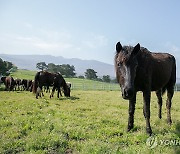 농진청, RDA승용마 난지축산연구소 초지에 방목