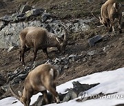 SWITZERLAND ANIMALS CAPRICON