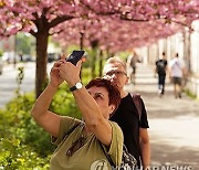 POLAND WEATHER CHERRY TREES