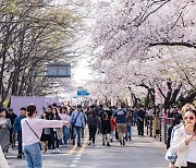 벚꽃 나들이 이어지는 여의도, 10일까지 보행자 안전관리